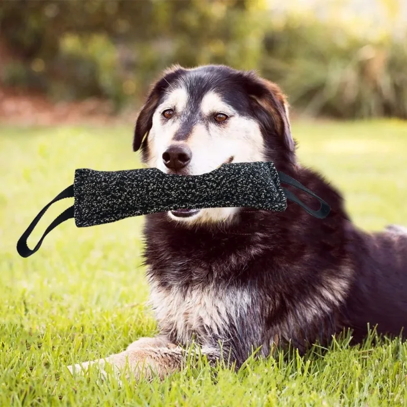 #20 Trending Interactive Pet Toys Right Now