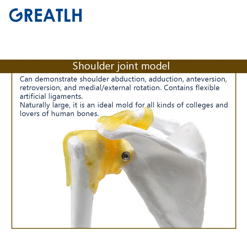 Functional Anatomical Model Human Shoulder Joint Medical Science Educational Instruments