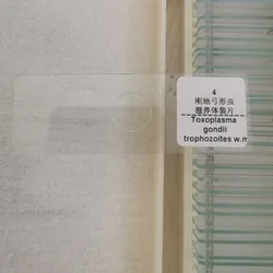 1 Pieces Toxoplasma Gondii Trophozoites W.M Parasitology Prepared Slides wholesale supplier