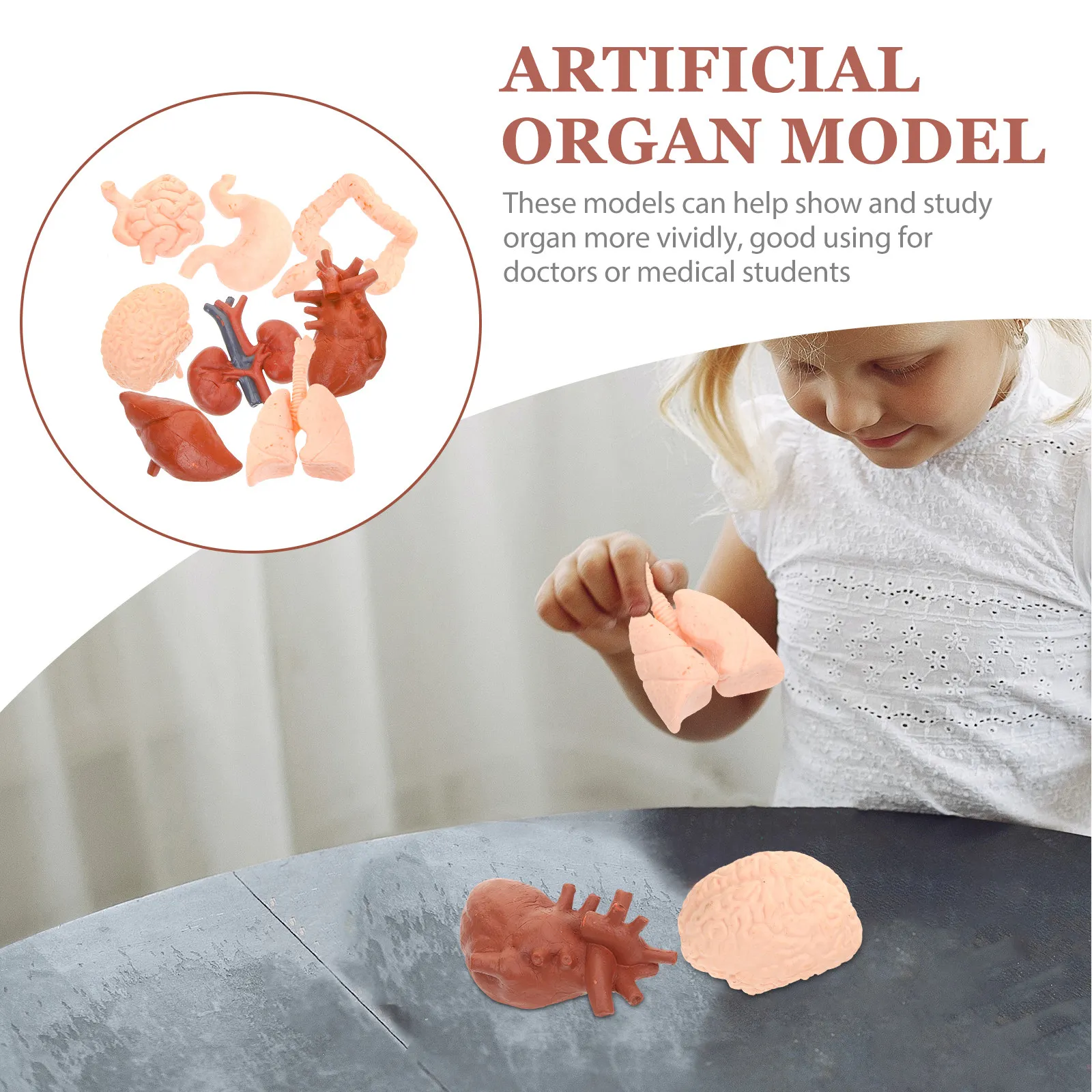 8Pcs Montessori Simulated Organ Teaching Set Human Anatomy Anatomical Props for Doctors Students Classroom Education
