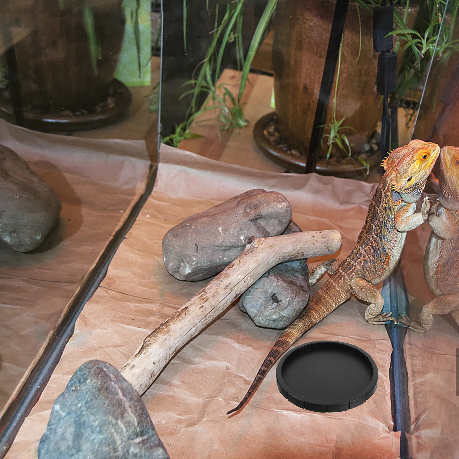 

Tortoise Feeding Dish Reptile Food Water Bowl For Lizard Snake Turtle Chameleon Crab Rabbit Guinea Pig Abs Pet Habitat