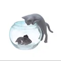 grey cat goldfish
