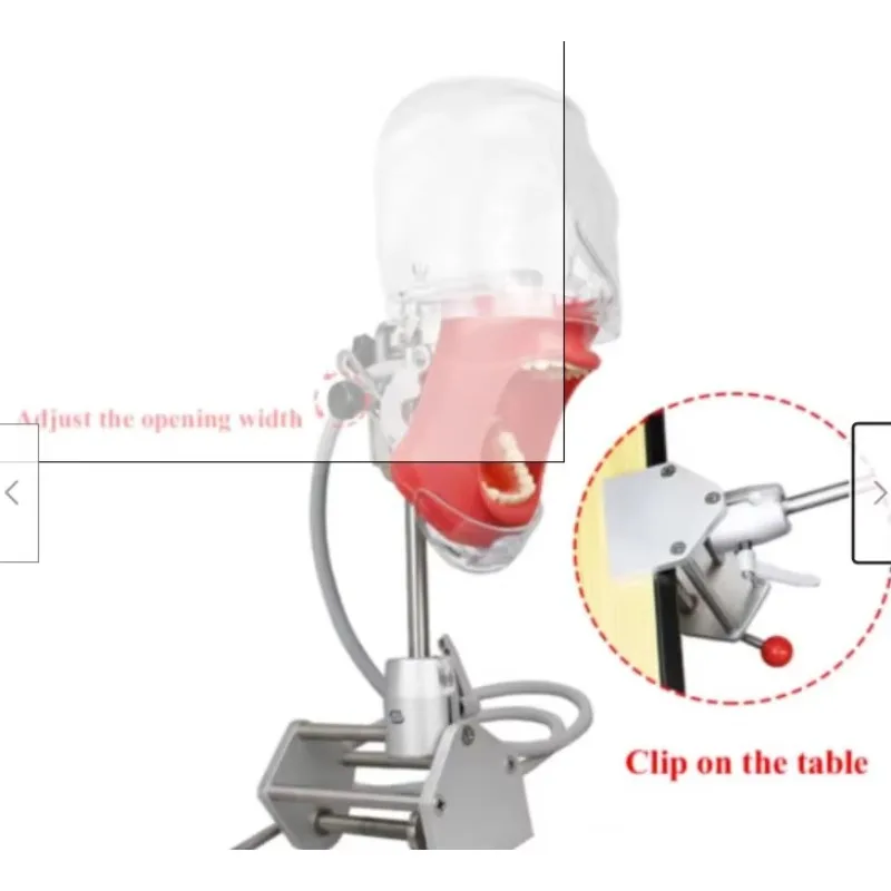 YTYIN Simulator Nissin Manikin Phantom Model With Extra 28 PCS Teeth