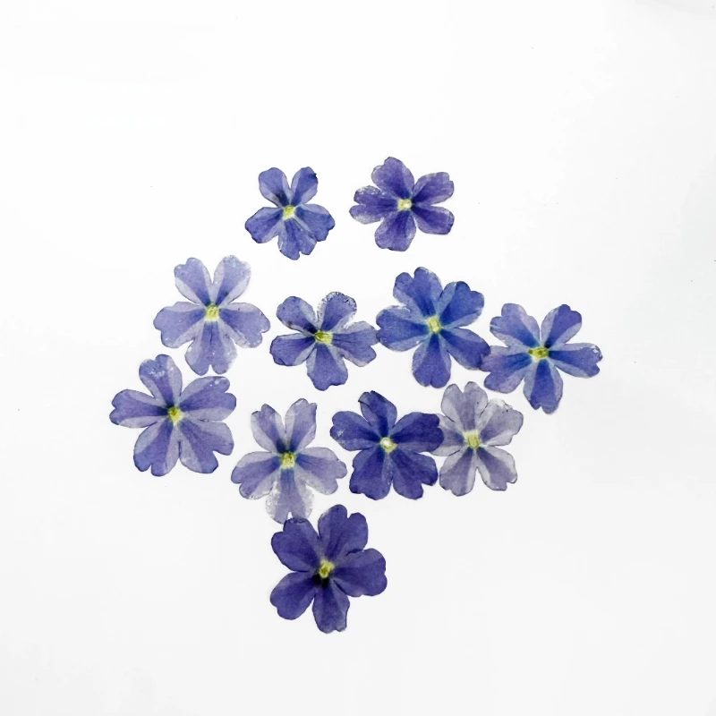 24 قطعة ، Verbena الزهور الجافة لتقوم بها بنفسك الراتنج جراب هاتف إطار صور النبات مسمار الفن ومستلزمات ماكياج الحرفية ، مجموعة أدوات الزهور المضغوطة