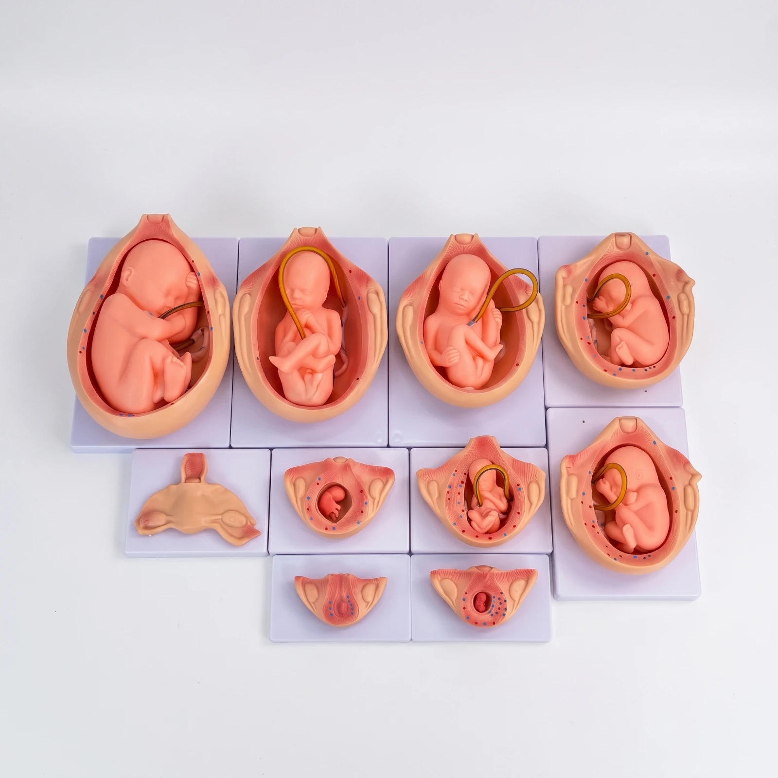 10 Pieces Fetal Development Process Model Anatomical Fetal Development Model Hand-Painted Vivid for Teachers, Classroom