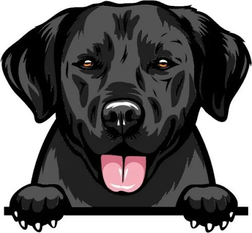 For BLACK LABRADOR No.3 Peeking Dog Breed Colour Window Wall Laptop Sticker