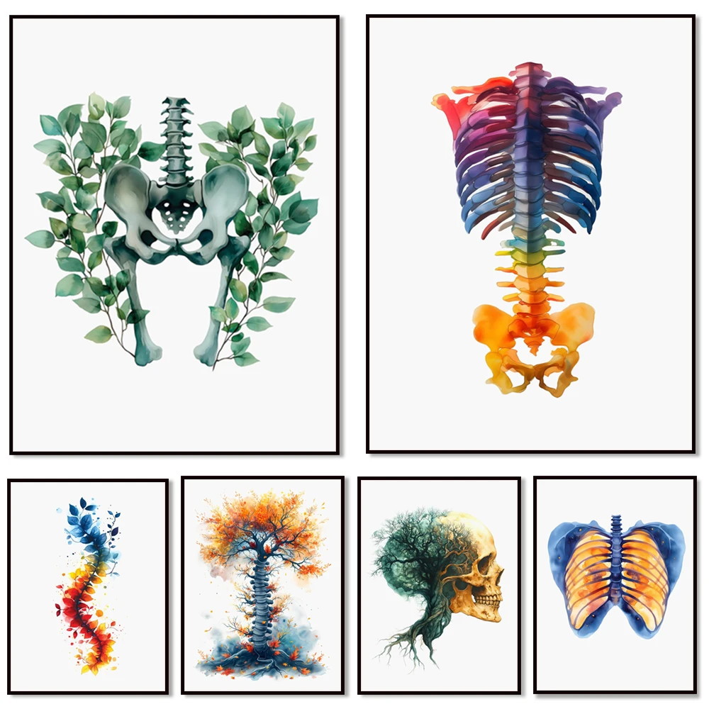 Watercolor skeleton ribs, spinal column anatomy, skull, pelvis, chiropractic art, craniosacral therapy, physical therapy poster