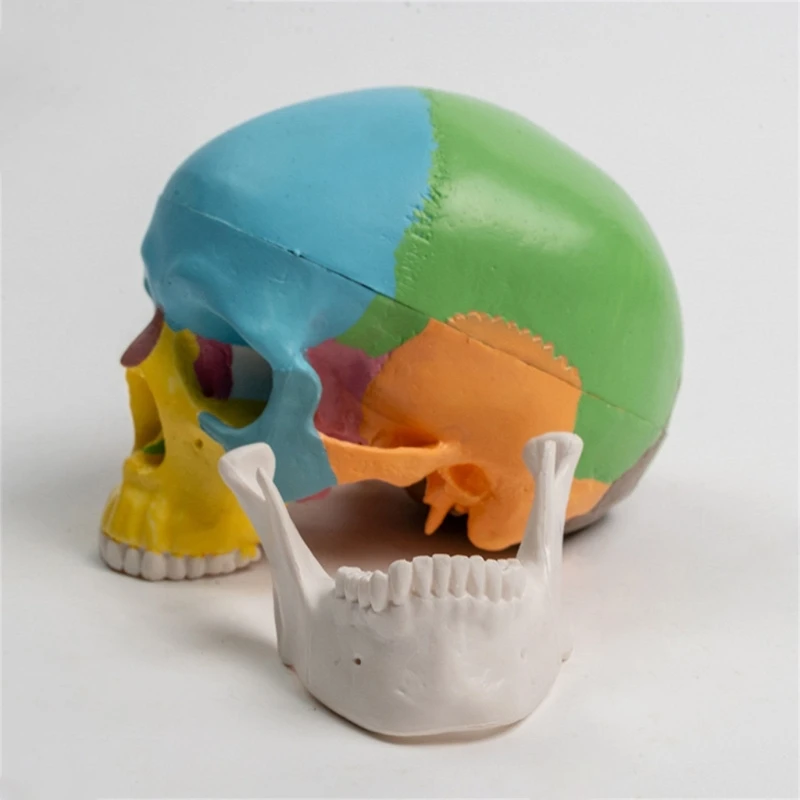 ที่ถอดออกได้สี Anatomy Skull เครื่องมือการเรียนรู้ Minitype มนุษย์อวัยวะ Anatomical Model เครื่องมือการสอน