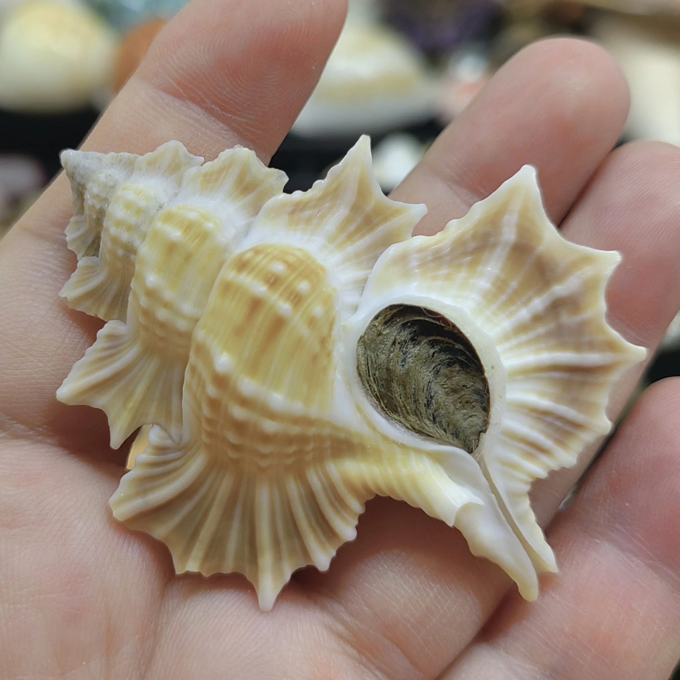 6-7cm Real Sea Shells Thousand Hand Conch Snails Authentic Natural Fish Ornaments Decoration Aquarium