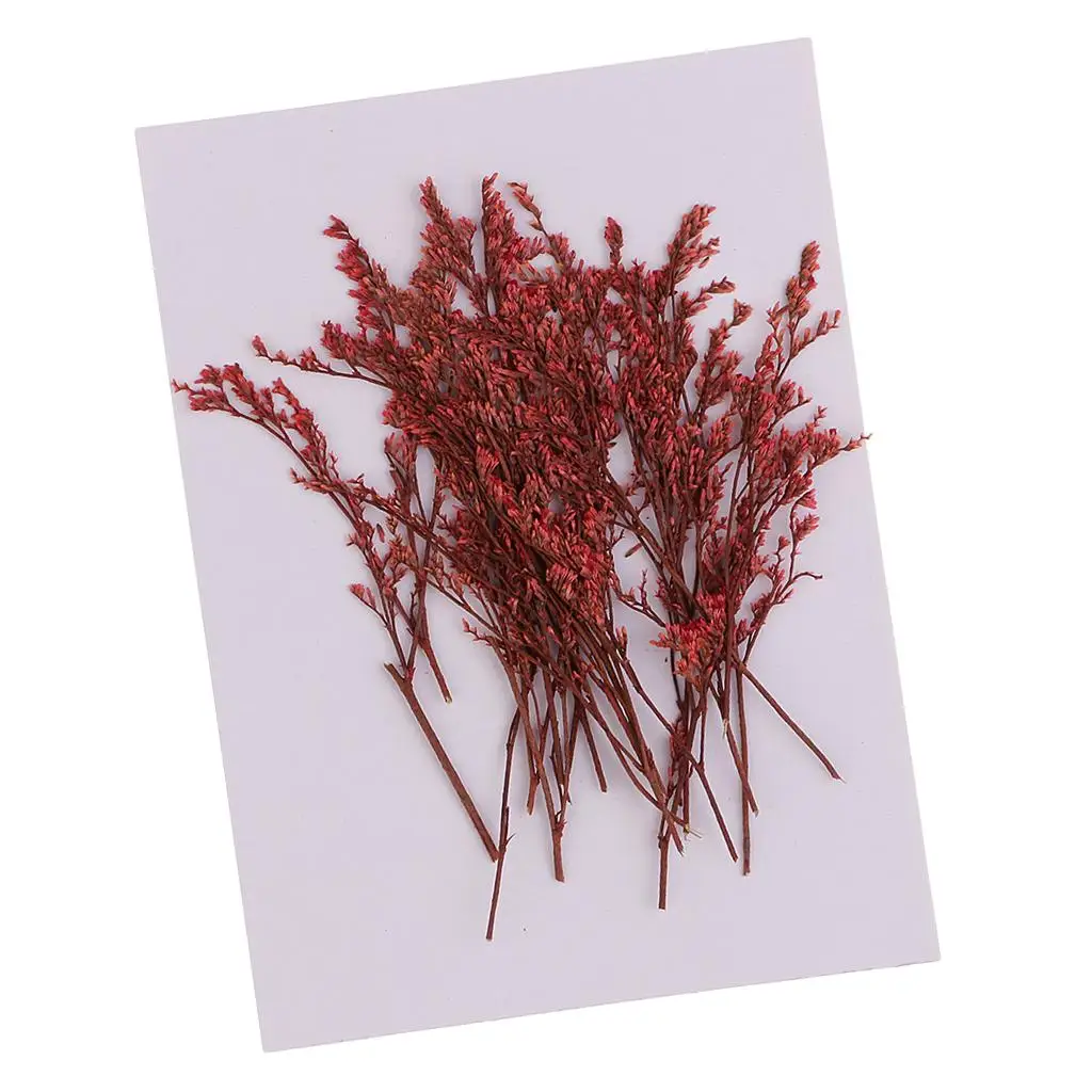 20 Pcs Dyed Red Limonium Pressed Flower Dried Flowers for DIY