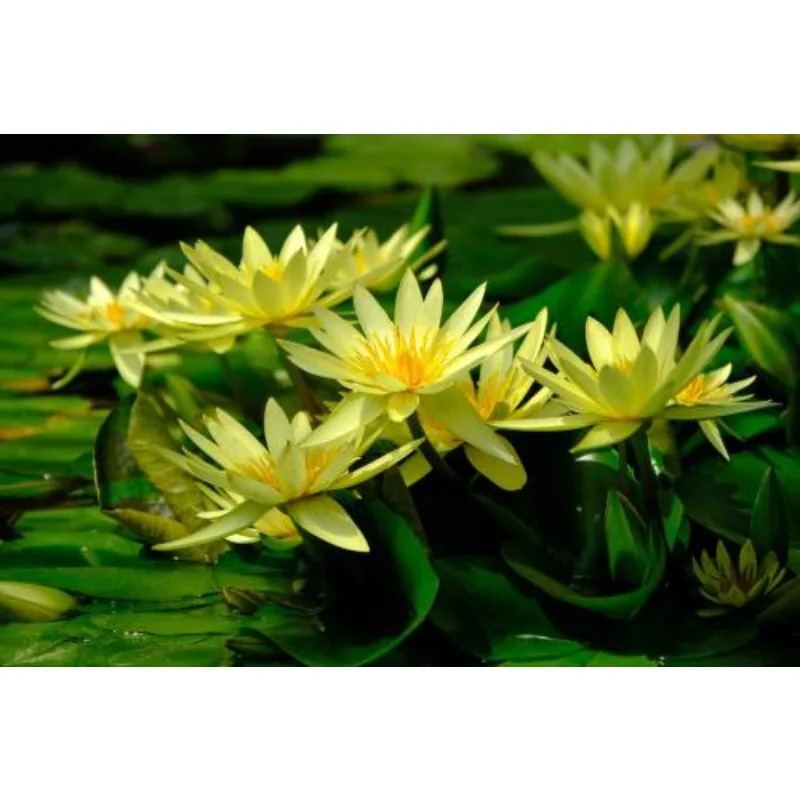 

GEPRC GEPRC TAKER F722 BLS 100A 8S Flying Tower Straight Through Machine Accessories