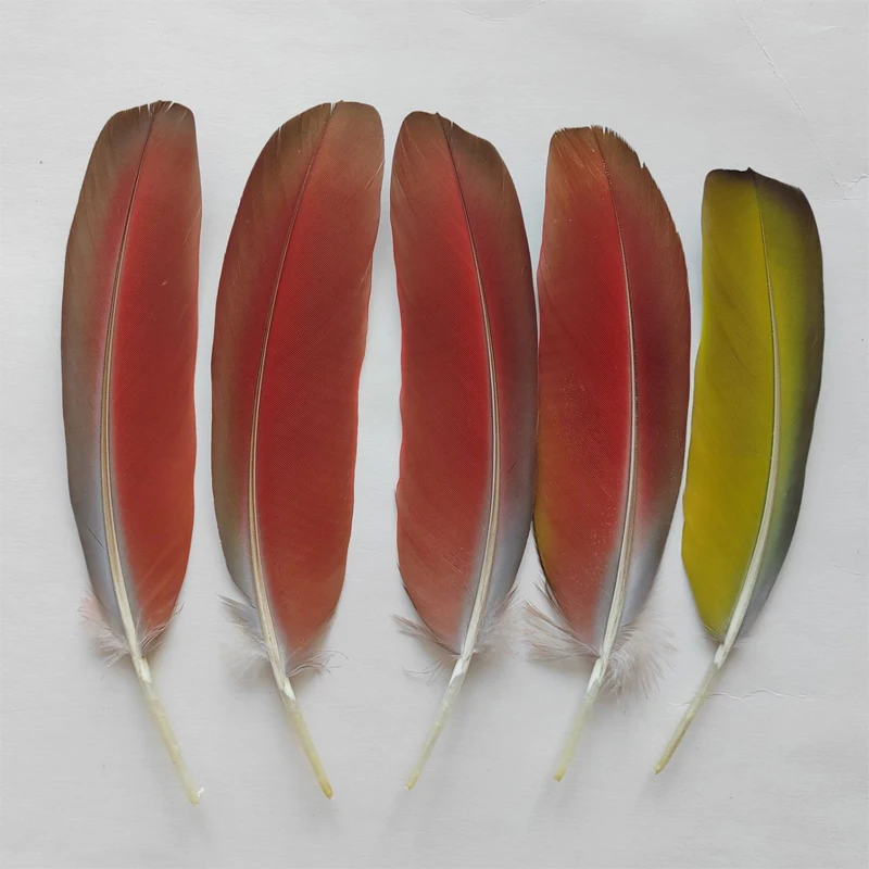 5Pcs  20-25cm Natural Shedding Collection of Parrot Quill Feathers for Crafts Plume Headdress Accessories Holiday Decoration