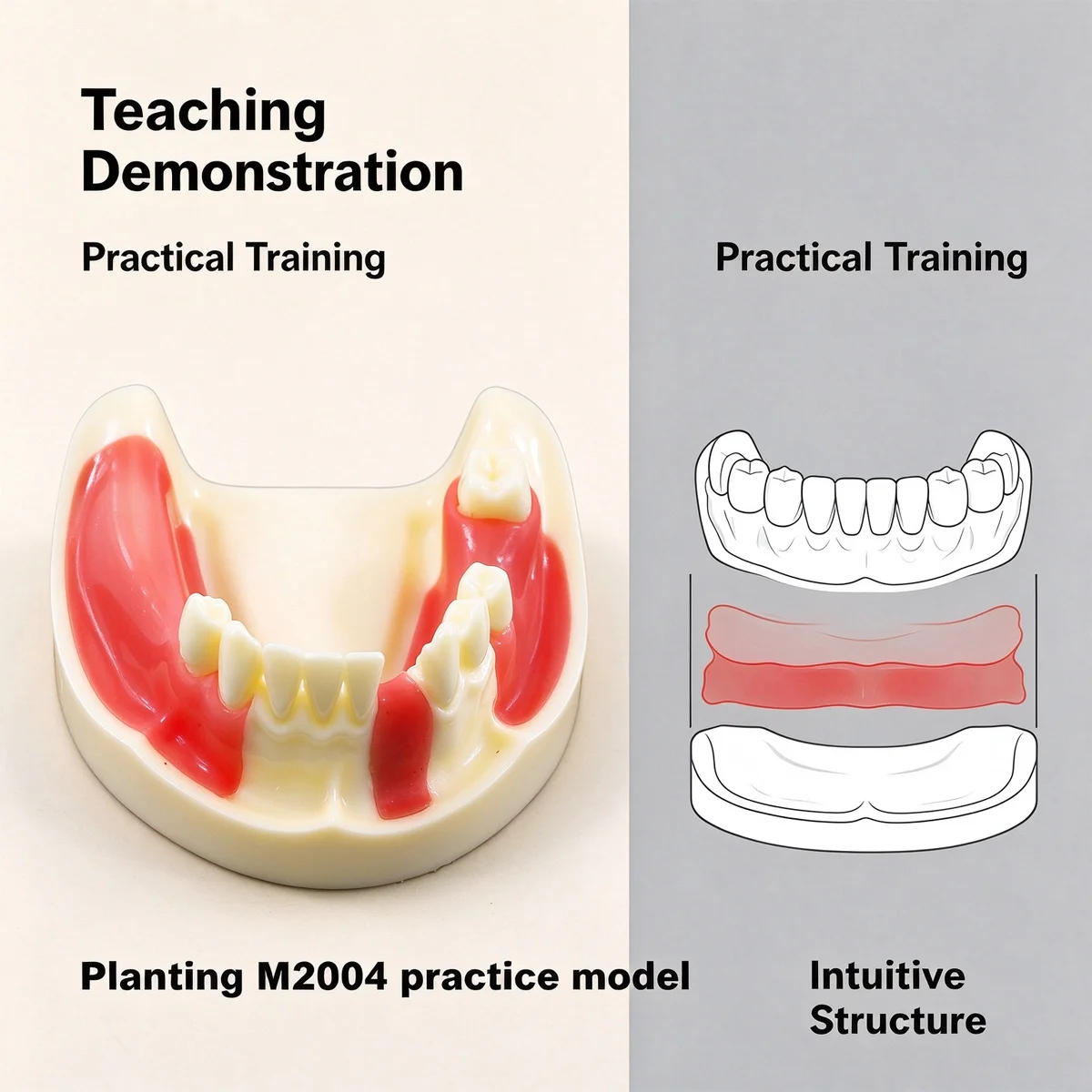 Dental Tooth Model Dentistry Implant Practice Model For Cutting Implant And Suturing Practice with Cancellous Bone Dental Lab