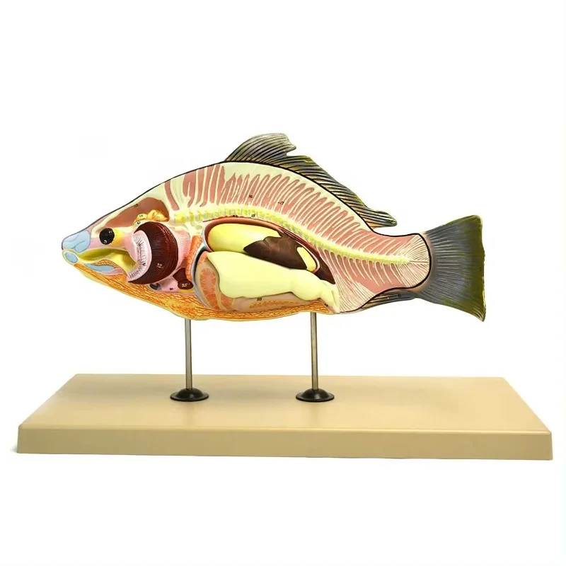 

Fish anatomical model / school Biological model