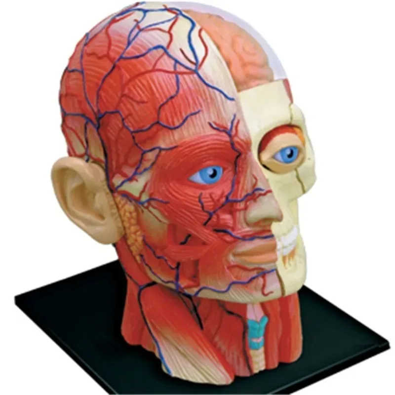4D Assembled Humans Skeleton Anatomical Model Brain Nasal Oral Pharynx Larynx Cavity Model Anatomia Exploded Skull Education Toy
