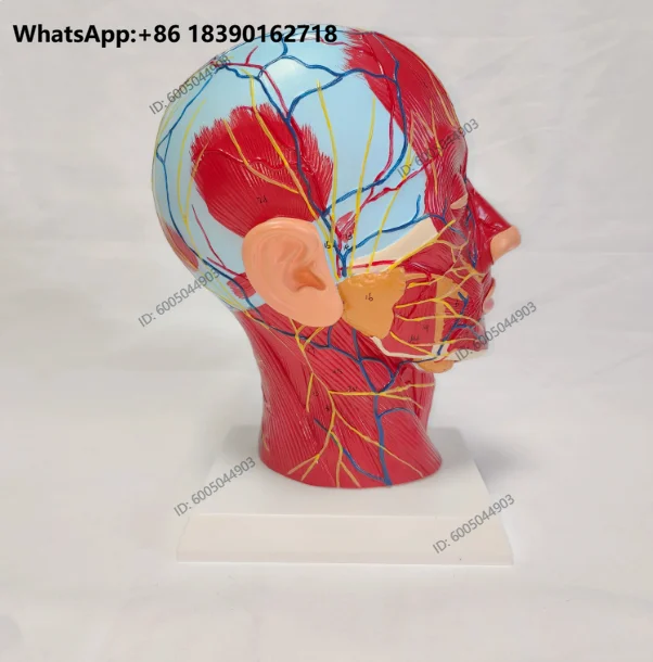 Human,skull with muscle and nerve blood vessel, head section brain, human anatomy model. School medical teaching