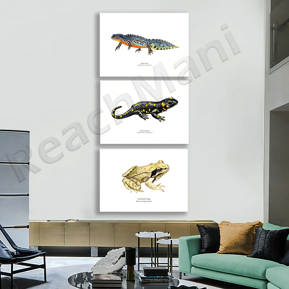 Watercolor alpine animals, salamander, frog, alpine salamander print, amphibian illustration, wetland, wall art poster