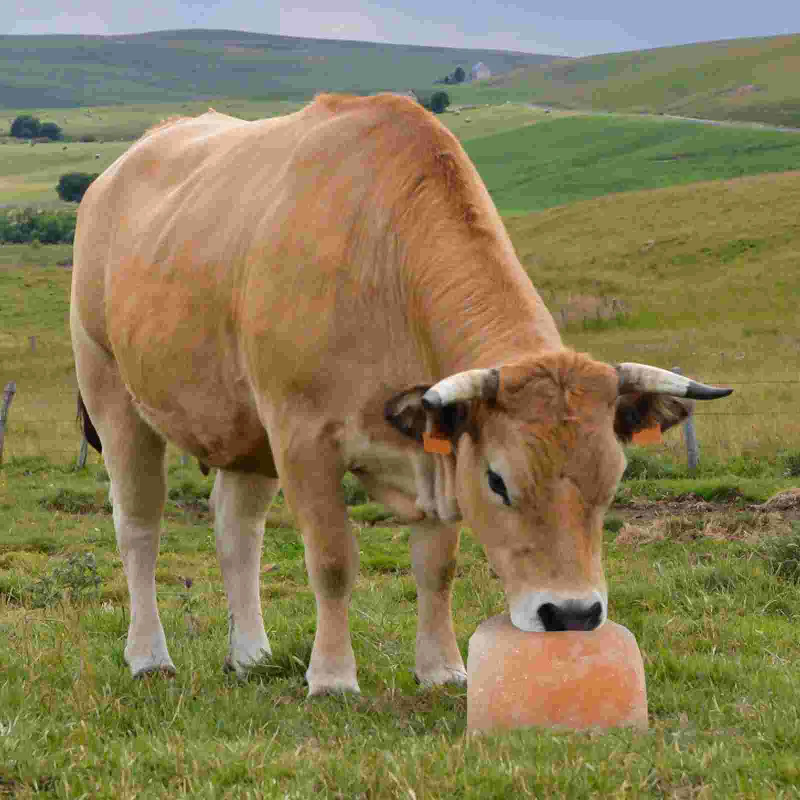 Animal lamber bloco de sal cabra lambendo minerais de sal na corda gado nutrição natural tijolo de sal animais domésticos suprimentos de cavalo