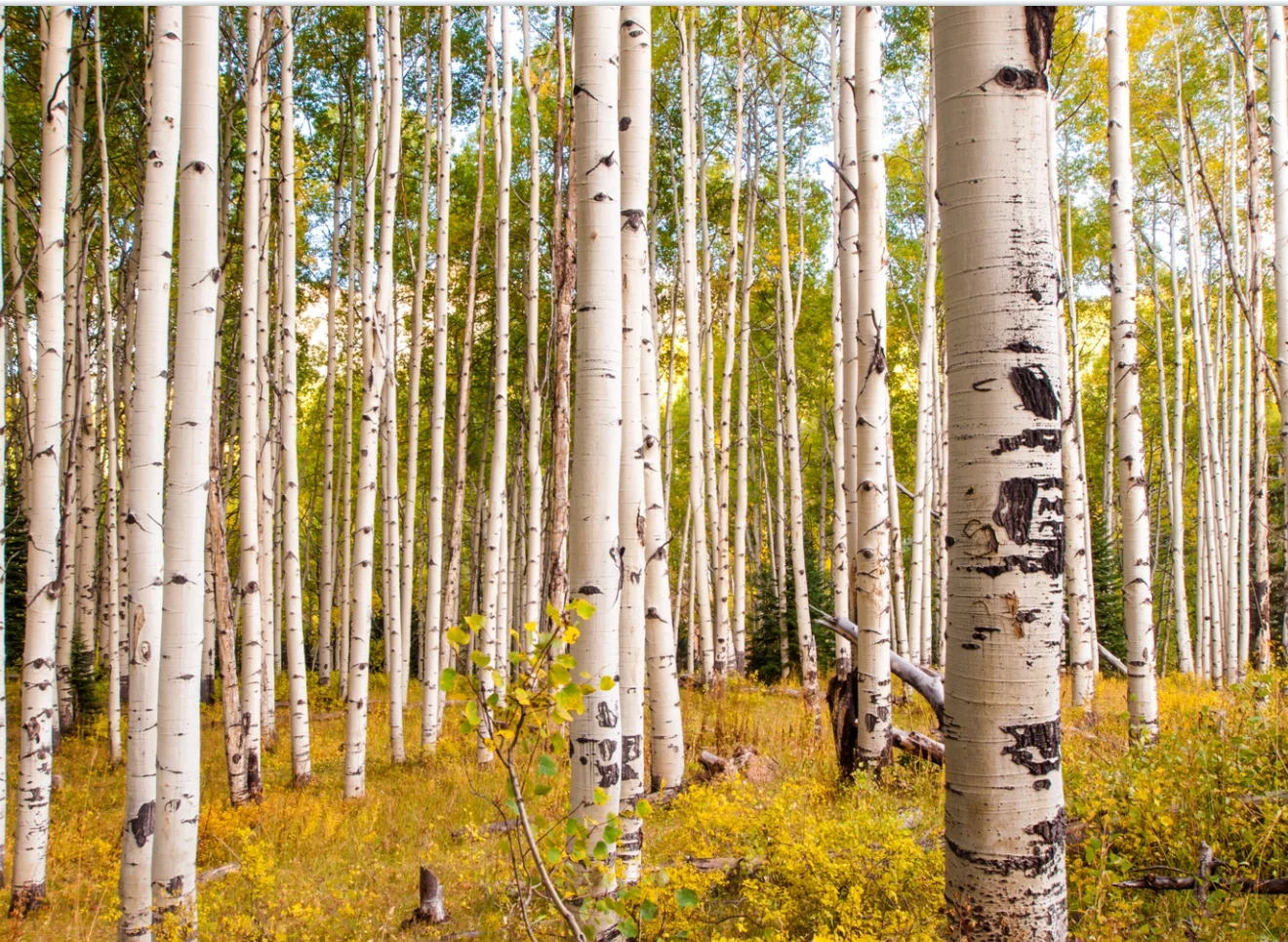 Customize any size 3D wallpaper Birch forest snow landscape TV background wall living room bedroom background decoration mural