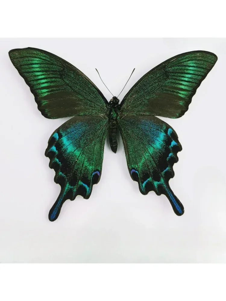 29 spécimens de papillons soigneusement sélectionnés, spécimens d'enseignement d'insectes de papillons réels, ailes non déployées, décoration de maison, Style Multiple