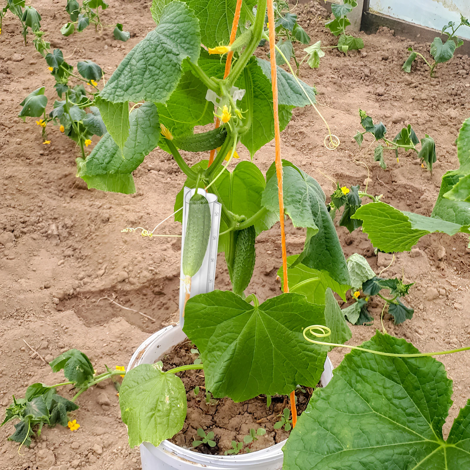 

4pcs High Grade Vegetable Shaping Mold Plastic Garden Tools Cucumber Growth Star Heart Shape Fruit Planting Accessories