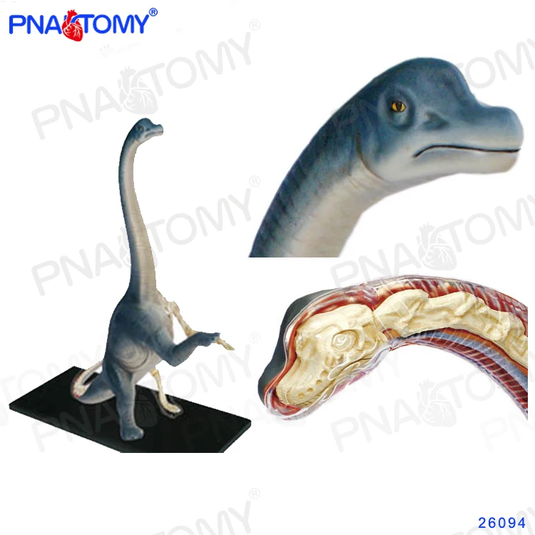 4D Master Dinosaurus Brachiosaurus Model 42 Onderdelen Brachiosaur Anatomisch Speelgoed Skelet 26094 Educatieve Apparatuur Diy Gift Onderwijs