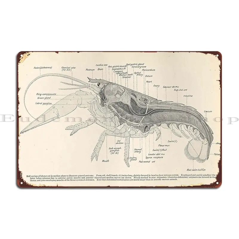 Vintage Lobster Anatomy Diagram 1911 Metal Plaque Poster PaintingKitchen Custom Vintage Wall Mural Tin Sign Poster