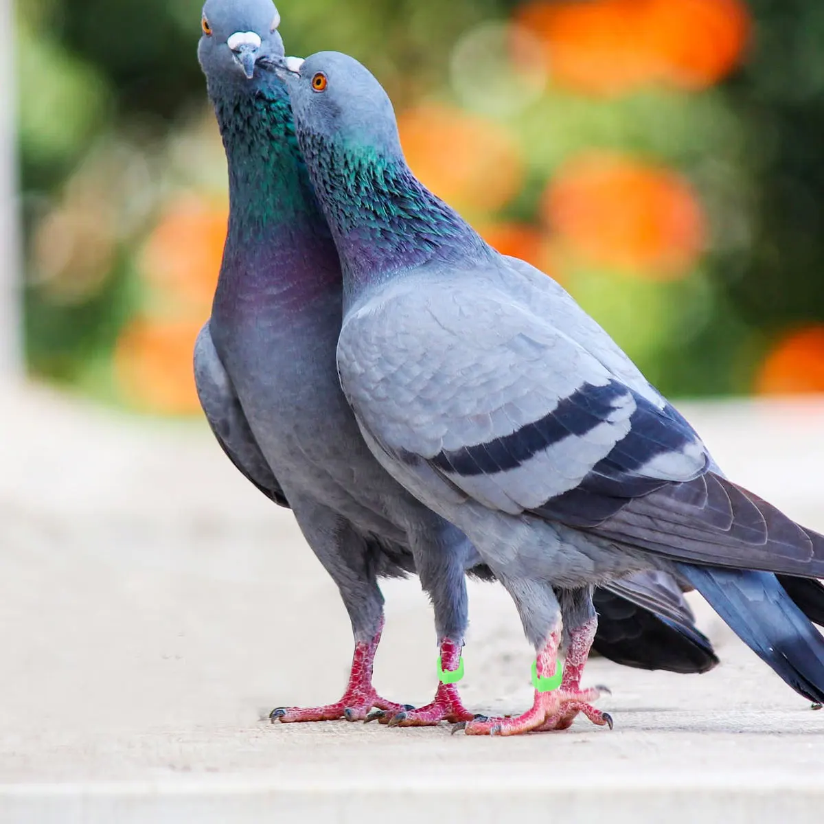 100Pcs Safe Bird Opening Foot Rings Visually Appealing for Pet Owners Pigeons Parrot Identification Green Bird Foot Rings
