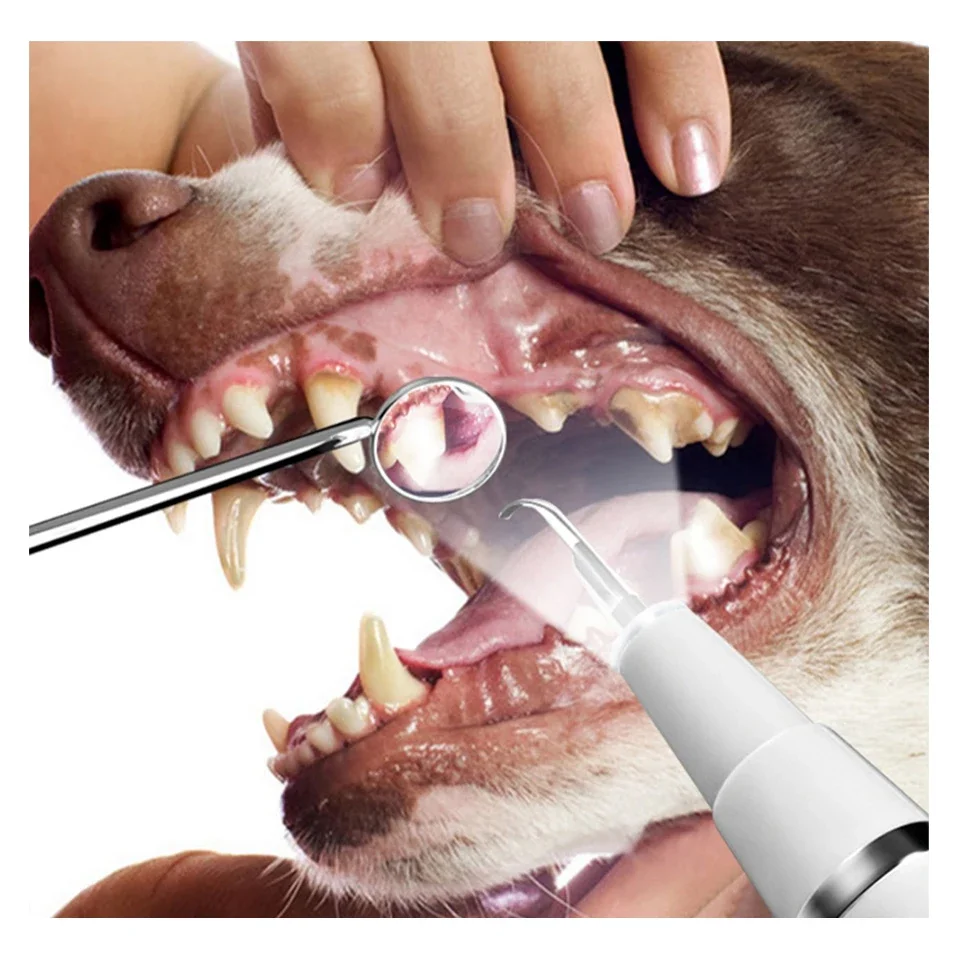 Imagem -06 - Cão Gato Aliciamento Inteligente Dental Ultra Sônico Scaler Doméstico Removedor de Pedra de Dente Limpador de Dentes Branqueamento Ferramentas de Limpeza Oral