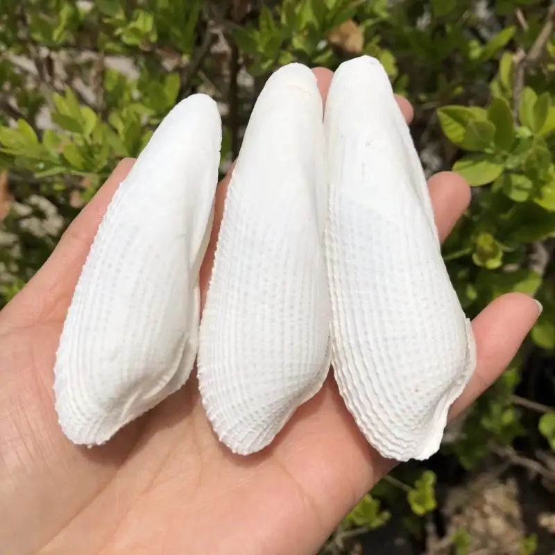 Natural Shell & Conch, Angel Wing Snail, Seagull Clam, White Scallop, Aquarium Scaping Decor, Home Artwork