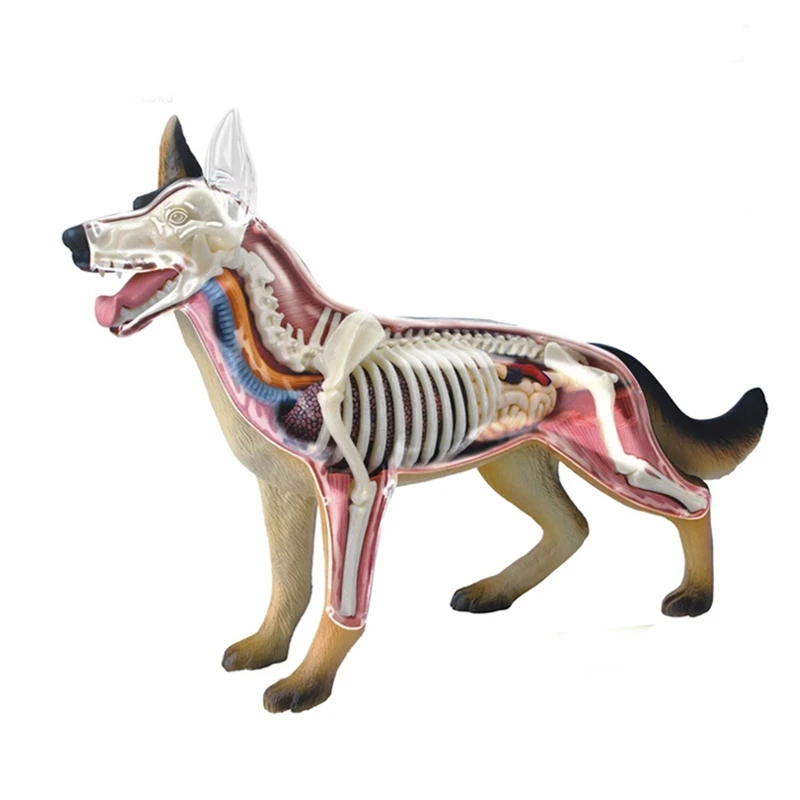 

Anatomical Dog Model Dog Puzzle Assembling Toy Animal Biology Organ Anatomical Model Veterinarian Teaching Model