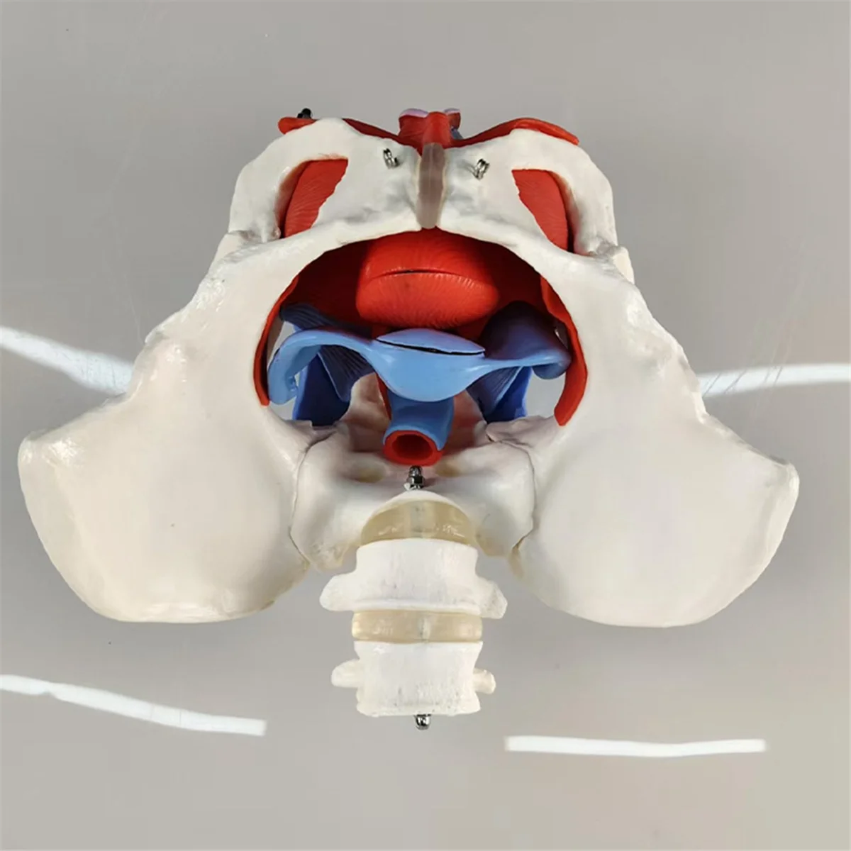 Super hot tion Lumbar Belt Female Pelvic Floor Muscle Model Detachable Pelvic Model Hip Bone Human Skeleton An