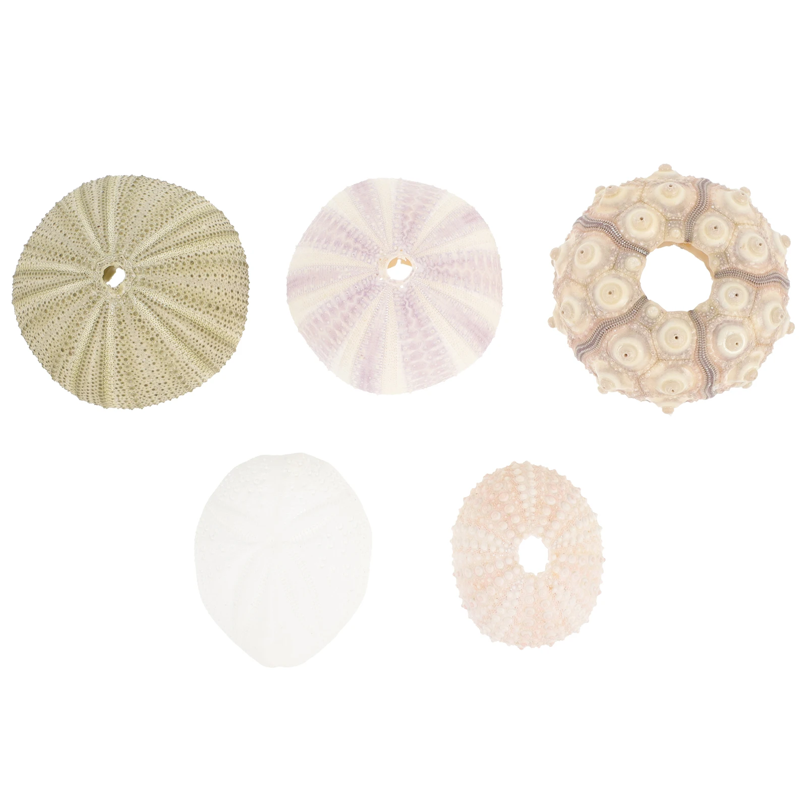 

5 Pcs Mini Sea Shells Home Decoration Ornament Fish Tank Aquarium Ornaments