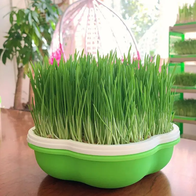 Home Garden Hydroponic Pean-ut Sprout Box Bean Pea Wheat Seedling Sprouter Tray Cat Grass Grow Germination Soilless Planting Pot