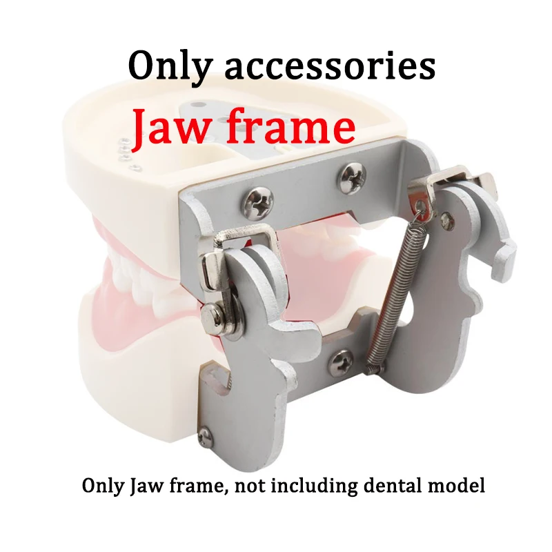 

Jaw frame accessories For Dental Model Standard Dental Typodont Teeth Model accessories