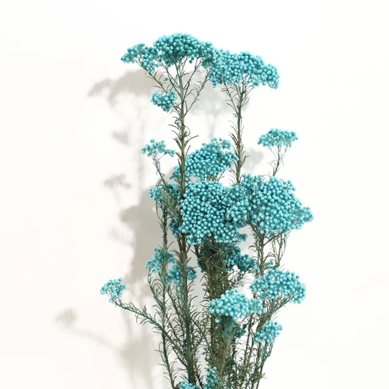 50g Eternal Dry Rice Flower Millet Flowers Heads DIY Home Wedding Arrangement Party Decor Natural Centerpieces Decoration