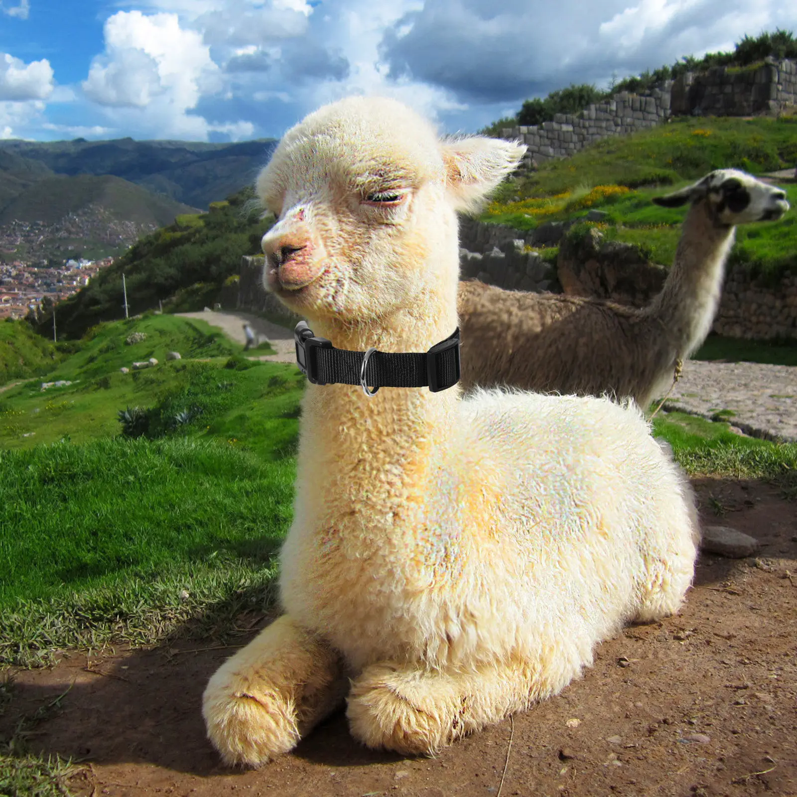 

10Pcs Pet Adjustable Animal Collars for Sheep Goats Cows Farm Home Livestock Safety Equipment