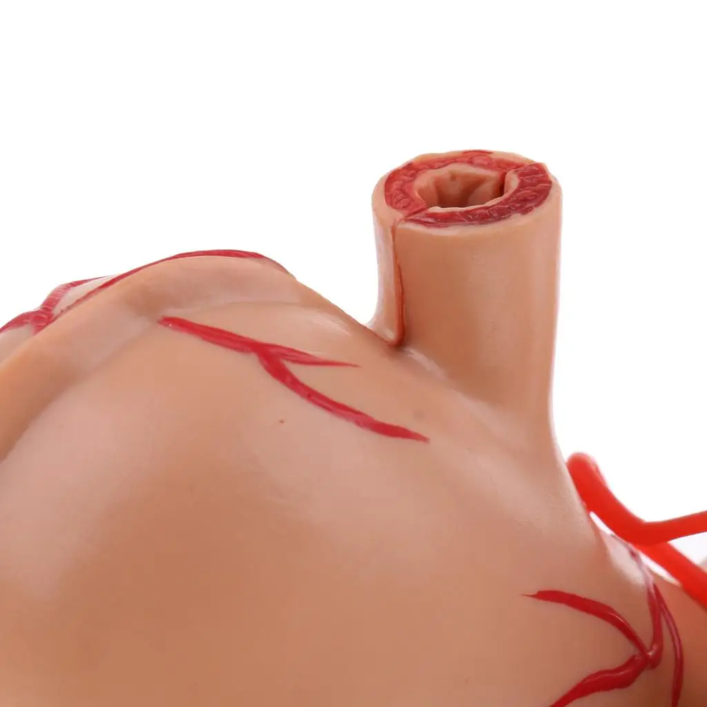 Life Size Stomach Pancreas Model Detailed Human Digestive System Tool for Education and Lab Use