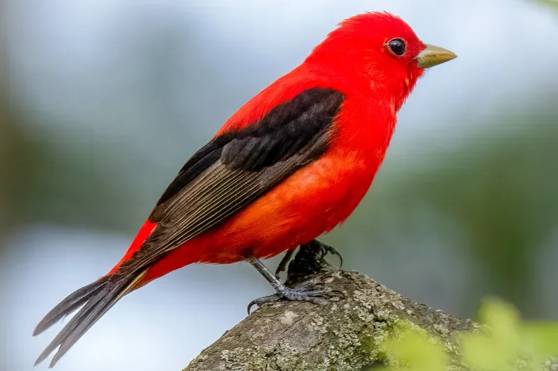 

HBX 2192/2193/2195 1/18 2,4G 4WD Электрический гоночный автомобиль для дрифта — полностью пропорциональное управление, светодиодная подсветка, идеально подходит для радиоуправляемых энтузиастов