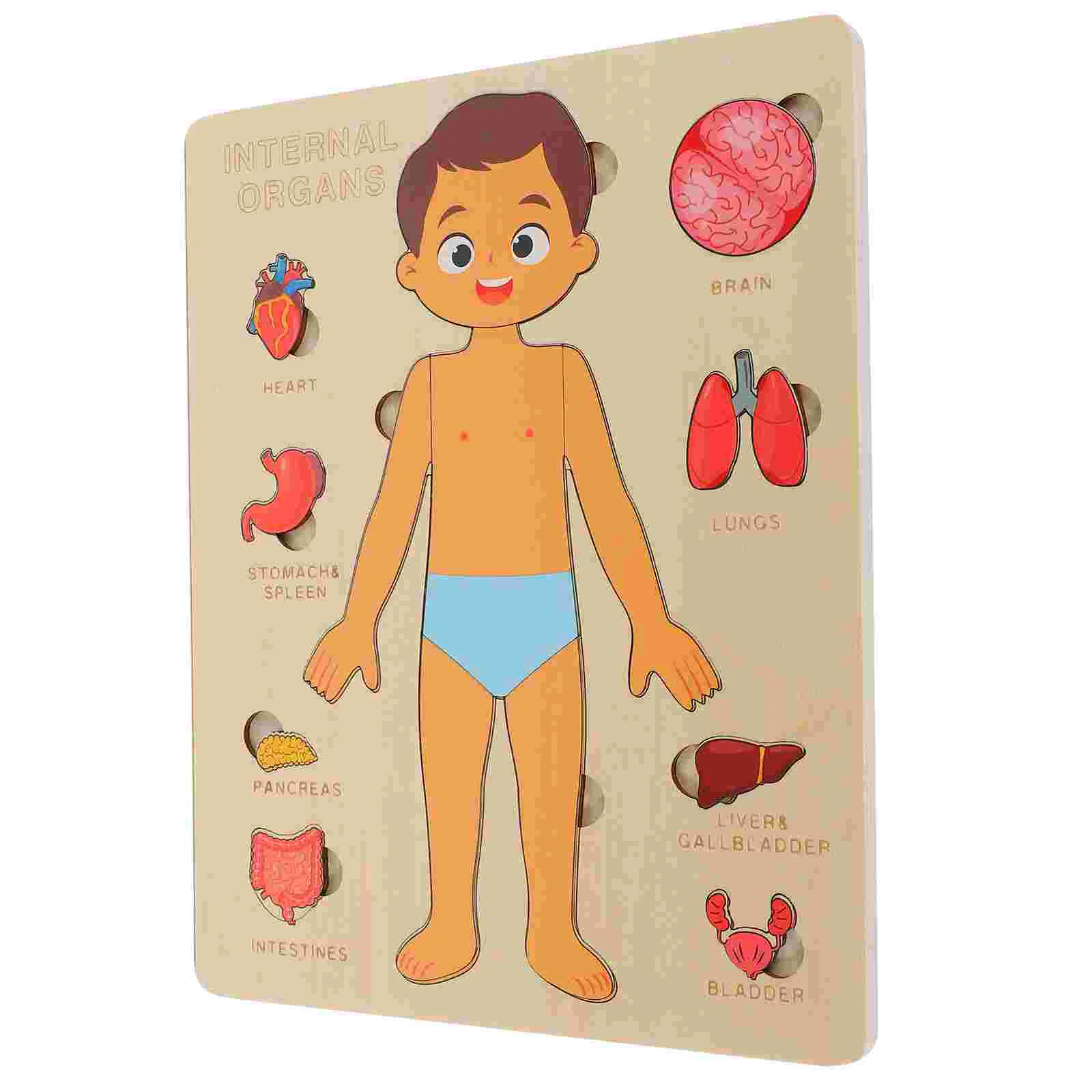 Human Body Structure Puzzle Toys 1 Set Three Dimensional Learning Kids Puzzles Educational Wooden Human Body Puzzle Early