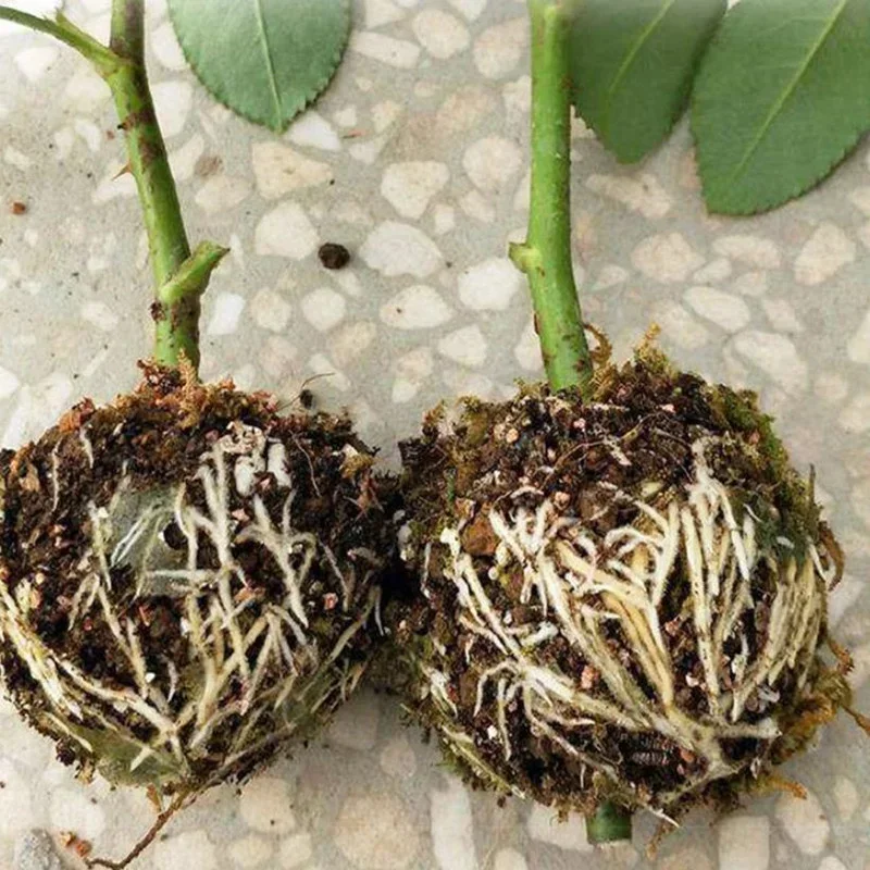 5pcs Plant Rooting Ball Grafting Rooting Growing Box Breeding Plant Root Growing Box For Garden Supplies 5/8cm In Diameter.