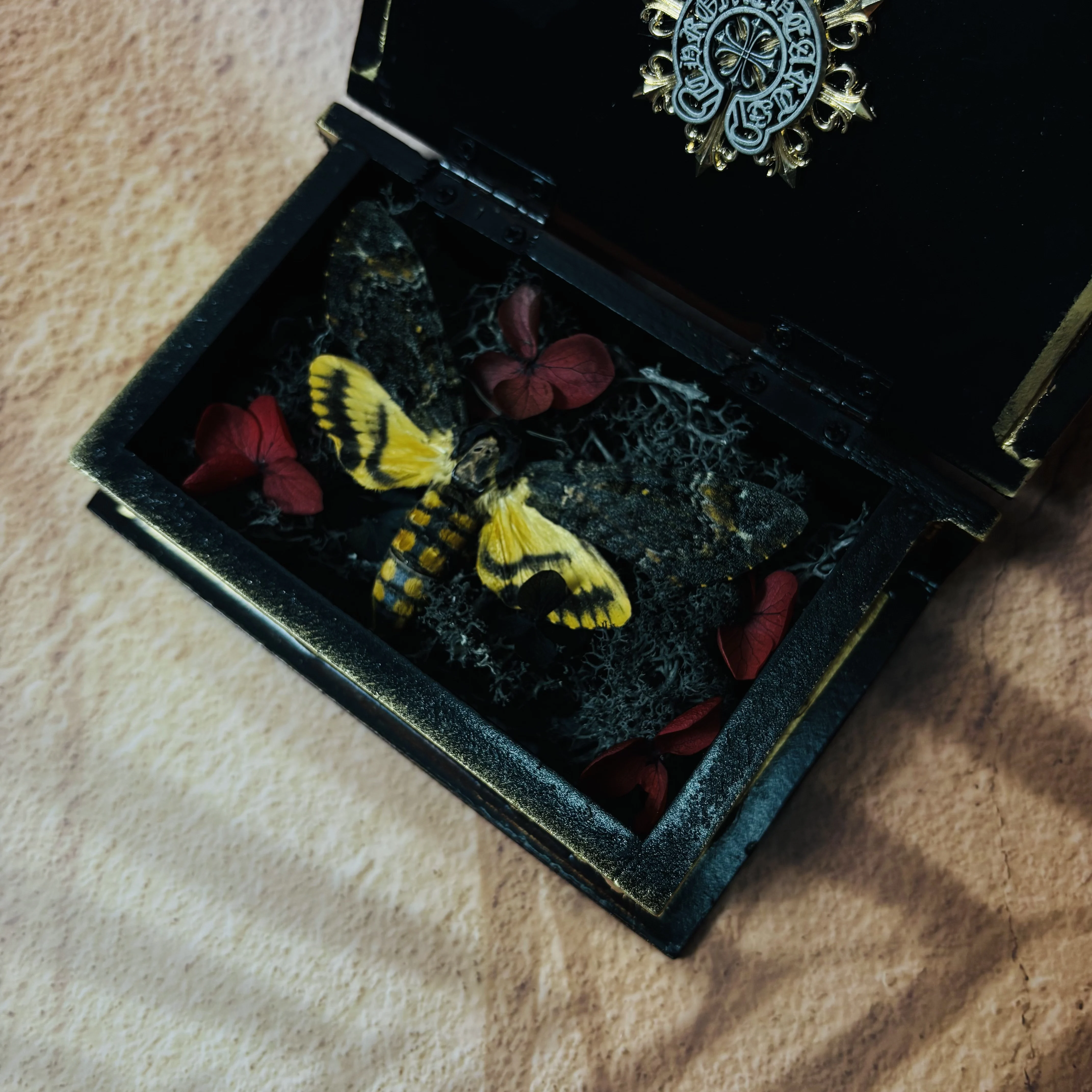 2051 Wholesale 1/5/10pcs Death-headed Eagle Moth Gift Specimen Painting Gothic Art Creepy Weird Halloween Supplies Silent Lamb