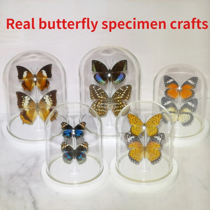 

Real butterfly specimens insect specimens decorative paintings ornaments glass cover gift handicrafts home accessories gift