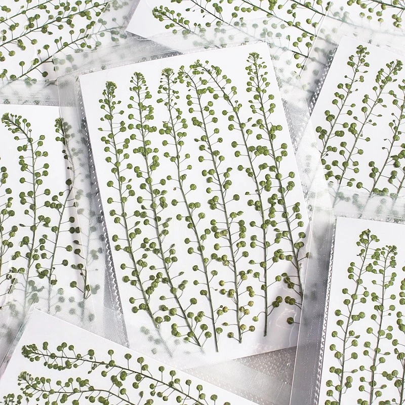 Natural Color Green Bell Grass Pressed Dry Flower for DIY Handmade Crafts Photo Frames Bookmarks Resin Jewelry Scrapbooking