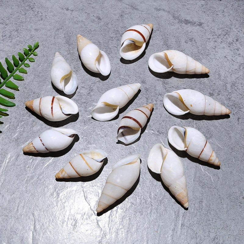 5pcs/lot 3-7cm Snail Snail Natural Snail Shell Showcase Collection Sample Snail Boutique Snail Hermit Crab Replacement Shells