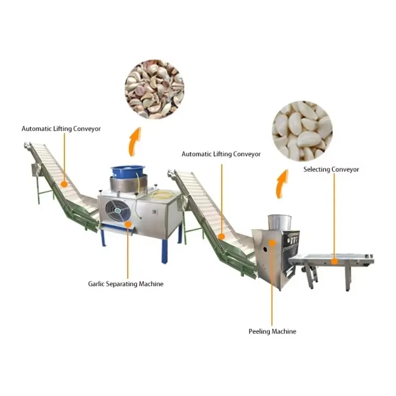 Precision Garlic Peeling Washing Line High Clove Integrity Rate for Commercial Food Processing Plant Custom