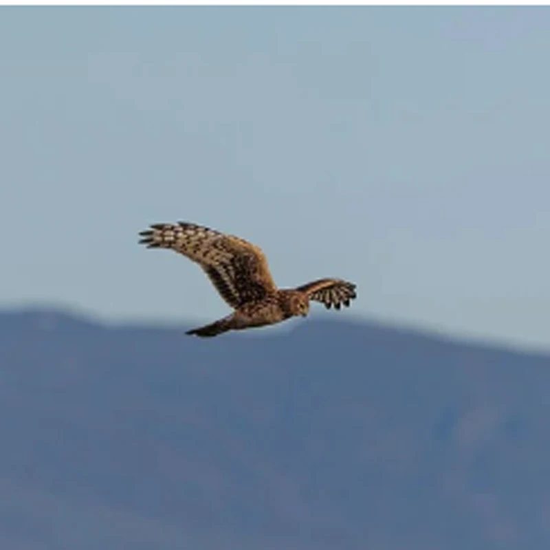 Hglrc Talon 2Inch F…