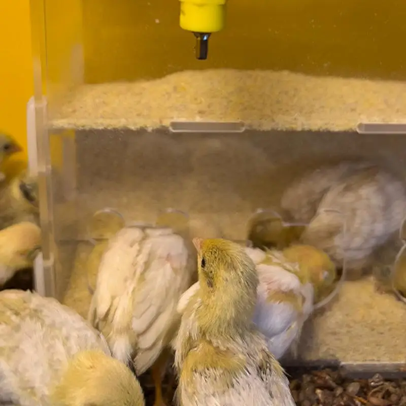 Bird Feeding Box No-Acrylic Automatic Food Container With Multiple Holes Clear Food Dispenser Container For Finches Canaries