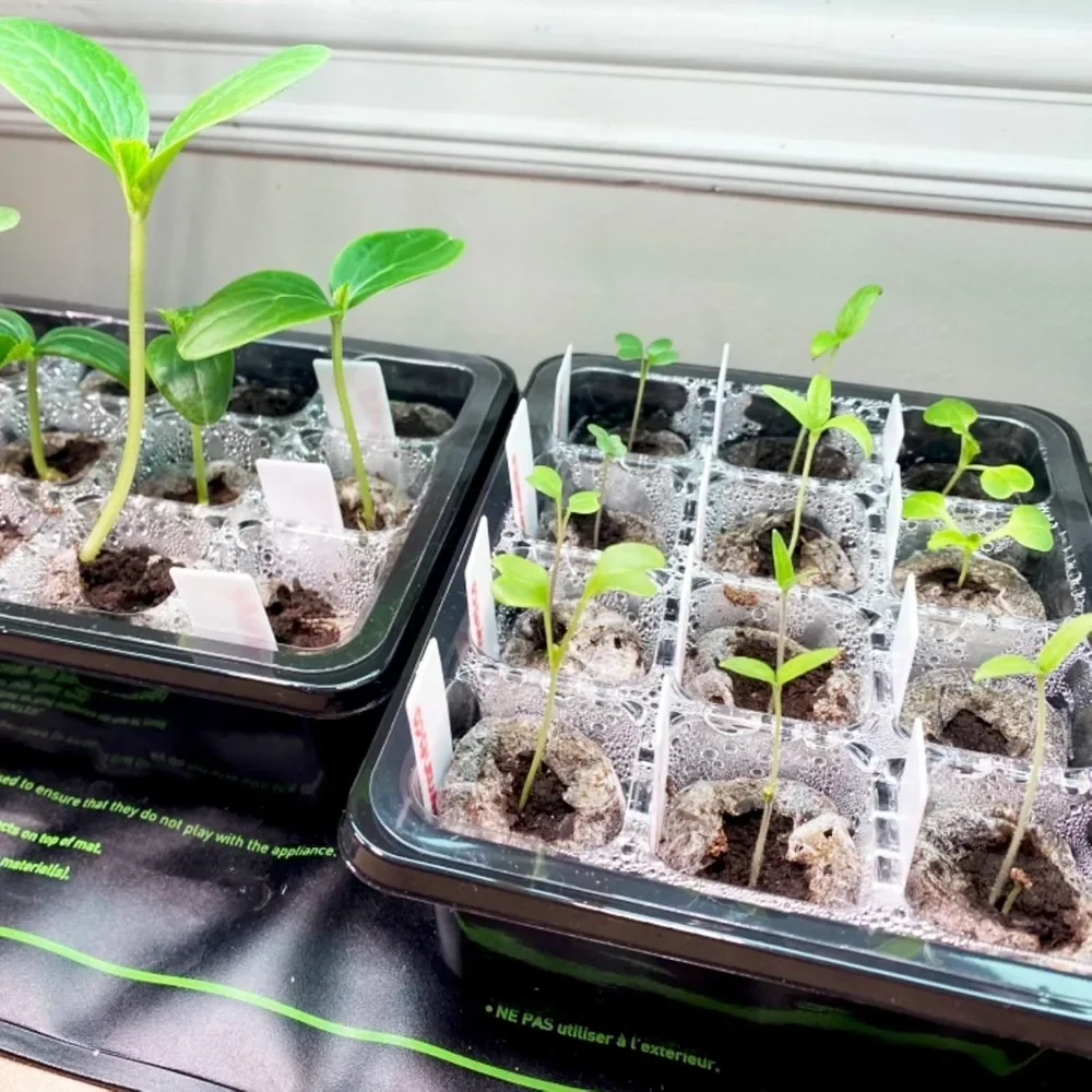 10 Pack Seeds Starter Tray with Ventilation Hole 12 Grids Growing Cultivation Planting Box Mini Greenhouse Plant Starter Kit