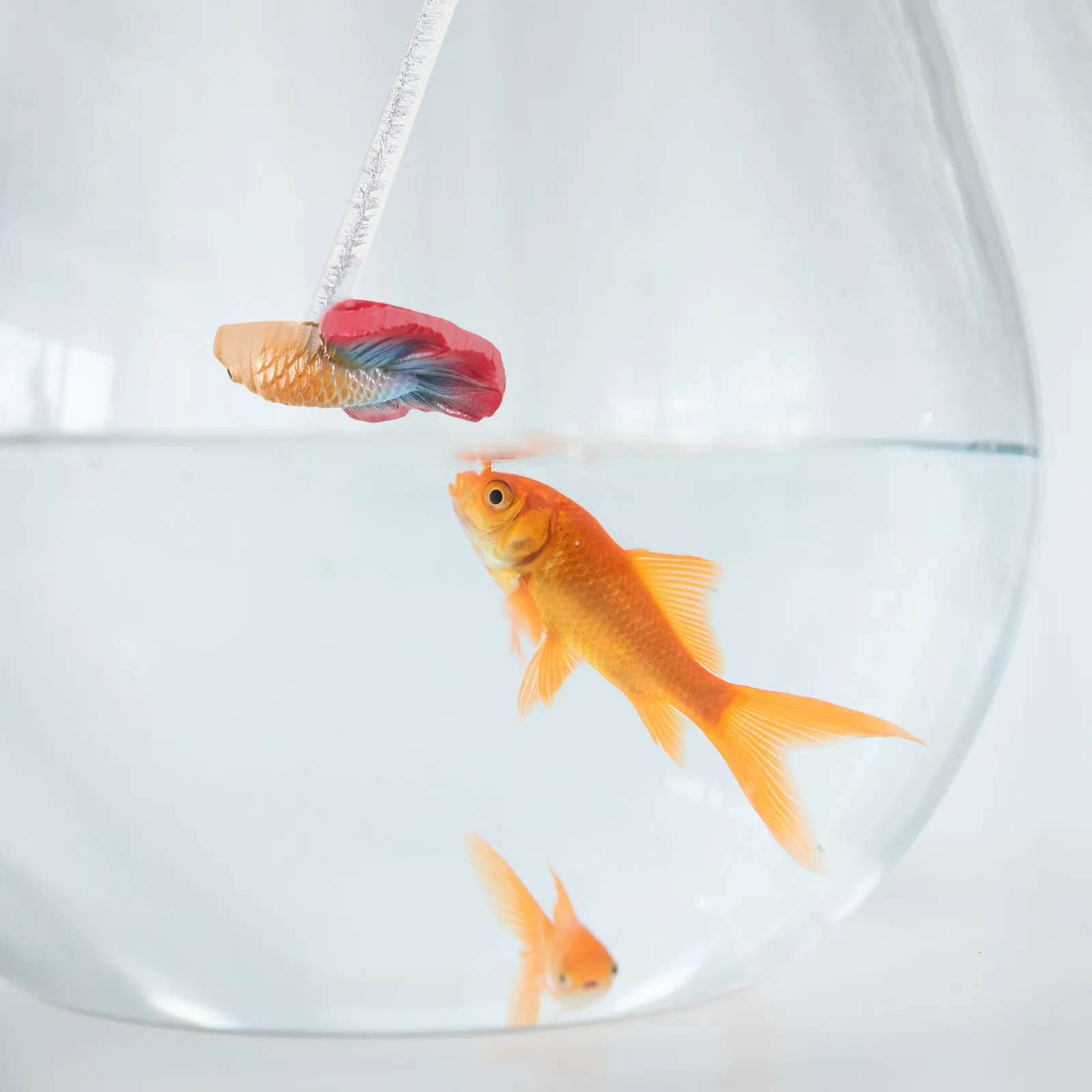 

Betta Fish Training Wand Cartoon Decor Interactive Stick for Fish Tank Enhance Activity Aquarium Betta Training Aid